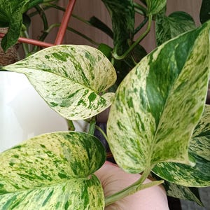 Puede incluir: Primer plano de una planta de potos variegada con hojas grandes en forma de corazón. Las hojas muestran una mezcla de patrones verdes y blanco crema. La planta trepa por un enrejado marrón.