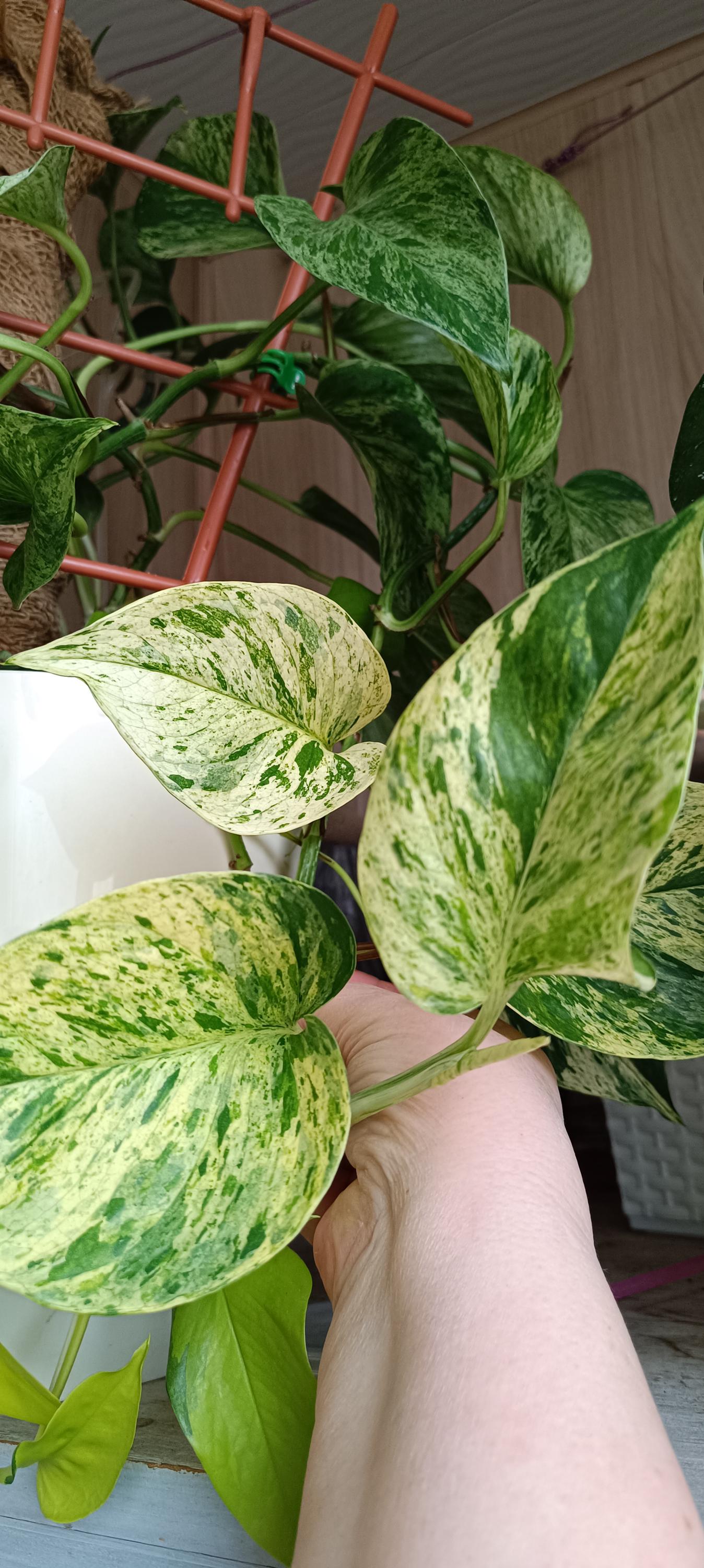 Jessenia pothos plant - Etsy 日本