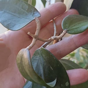 Hoya thomsonii - Etsy 日本