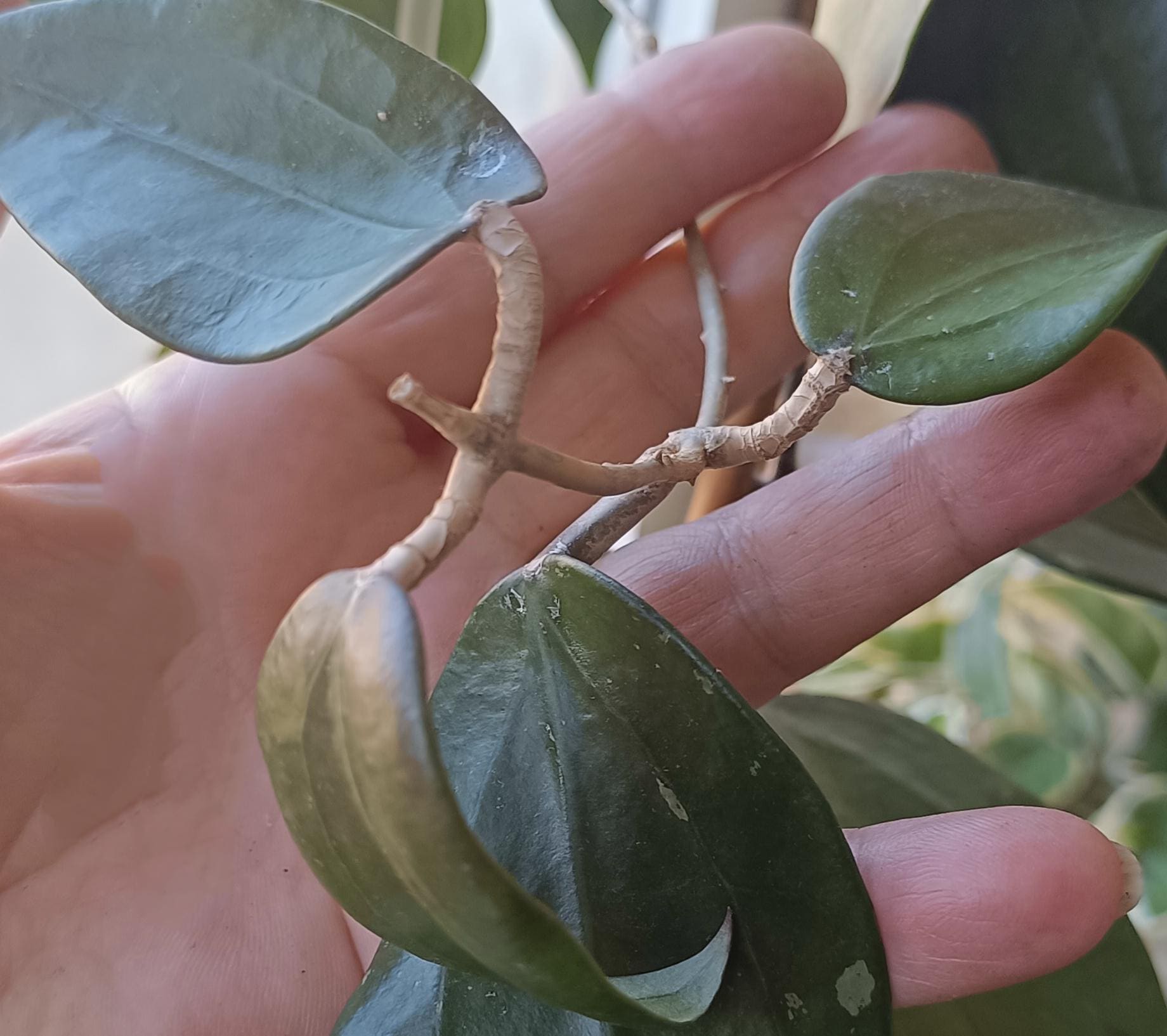 Hoya thomsonii - Etsy 日本
