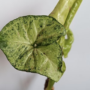 Confettis au lait Syngonium tricolore