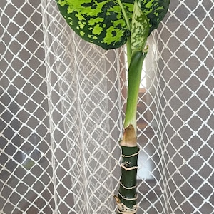 Dieffenbachia Reflector Plant: Tropical Home Decor