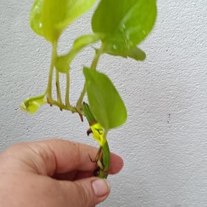 Op de afbeelding: Een neon-groene pothos plantstek met verschillende hartvormige bladeren aan een stengel en zichtbare bruine wortels aan de basis. De plant heeft levendig geelgroen blad en een klein geel label bevestigd aan de stengel.