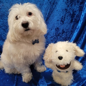 Puede incluir: Dos perros blancos, uno sentado y otro de pie, sobre un fondo azul. El perro sentado tiene una placa de identificación que dice "JAKE".