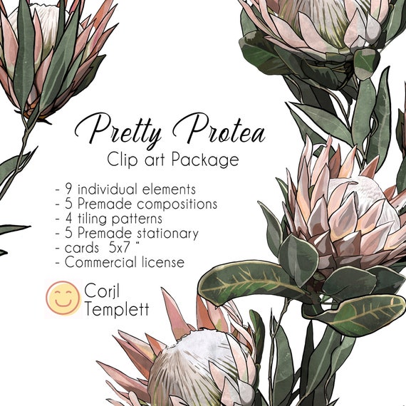 Protea, Digital Illustration, Commercial License, Flowers, Boho, Graphic Design, Templett, Corjl, clipart