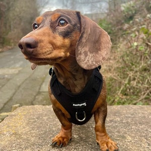 Julius k9 harness dachshund shop