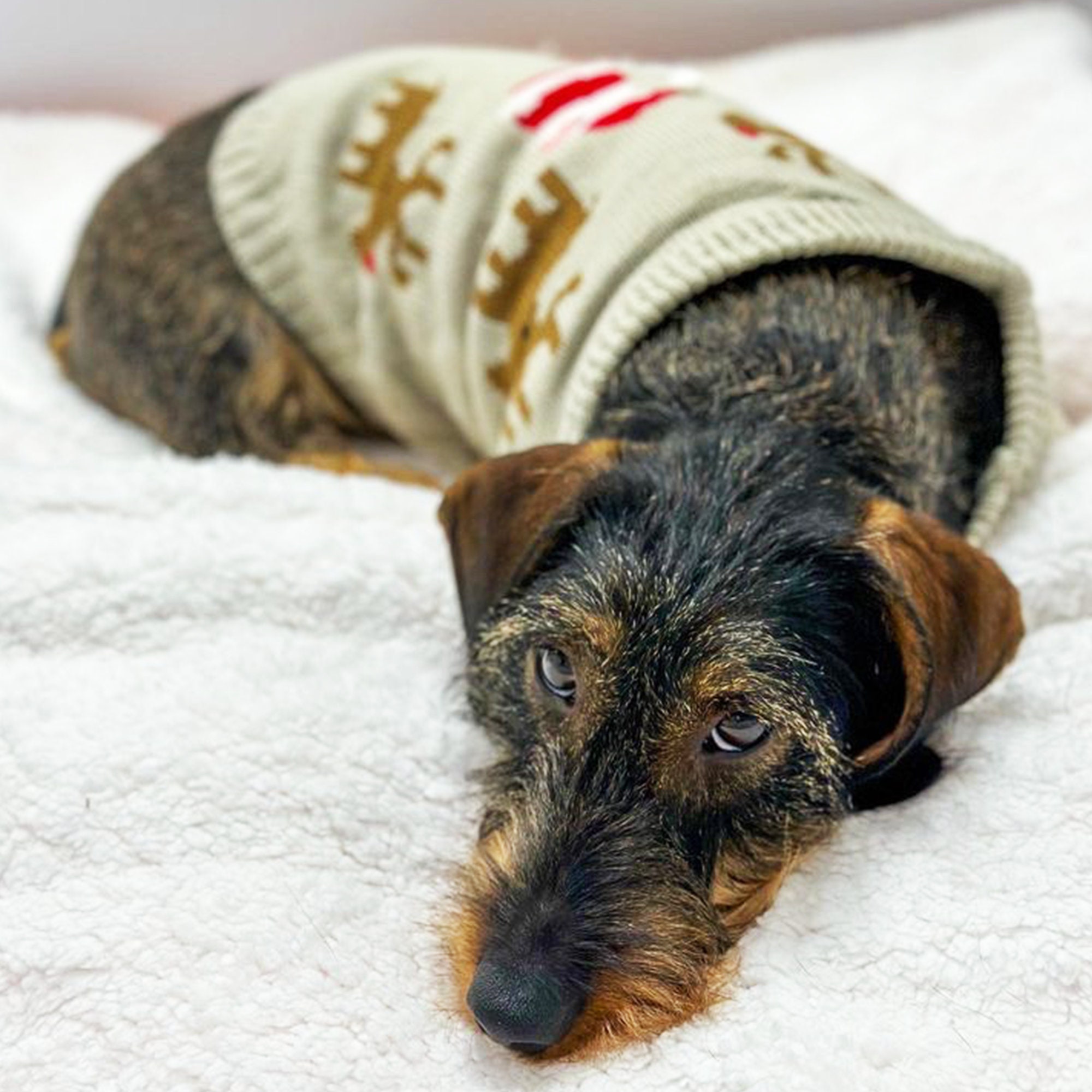 Dog santa jumper online