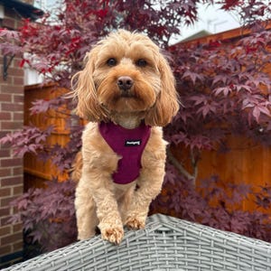 Puede incluir: Un perro marrón claro con un arnés para perros morado con la palabra "Paws&Go" impresa en él. El perro está de pie en una silla de mimbre gris frente a un árbol de hojas rojas.