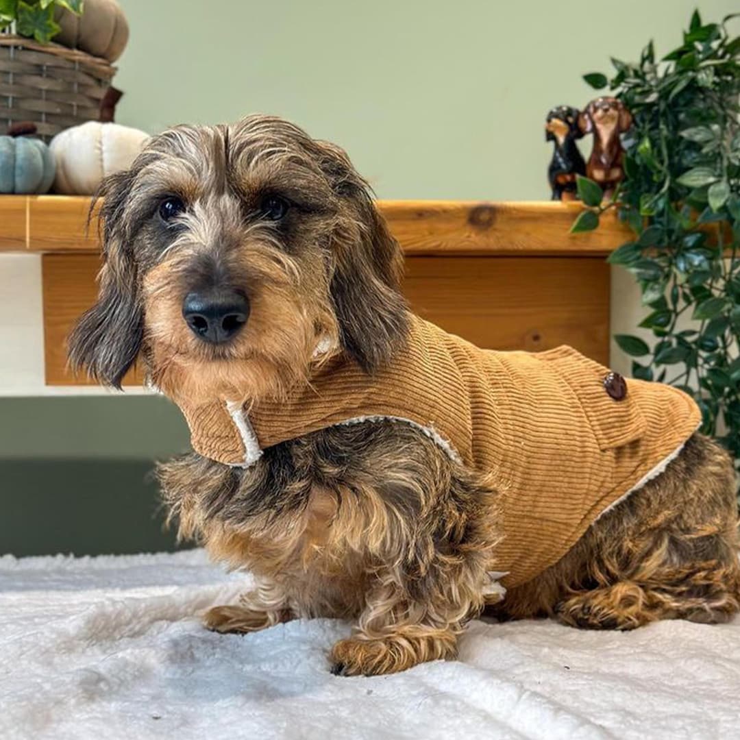 Snapshot of Corduroy Dog Coats For Busy Urban Dogs