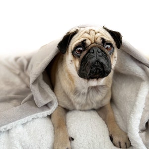 May include: A fawn-colored pug dog with a black nose and large, dark eyes is peeking out from under a gray and white blanket. The dog is lying on a white, fluffy surface.