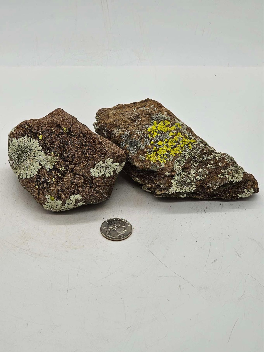 Lichen Staging Rocks - Etsy
