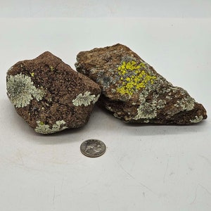 Lichen Staging Rocks - Etsy