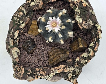 Baja Brown Decomposed Granite Soil Topper- 2.5LB Bag