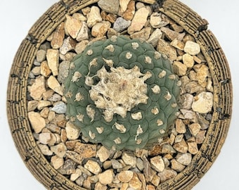 3/8&quot; California Gold Crushed Rock Soil Topper - 2.5LB Bag