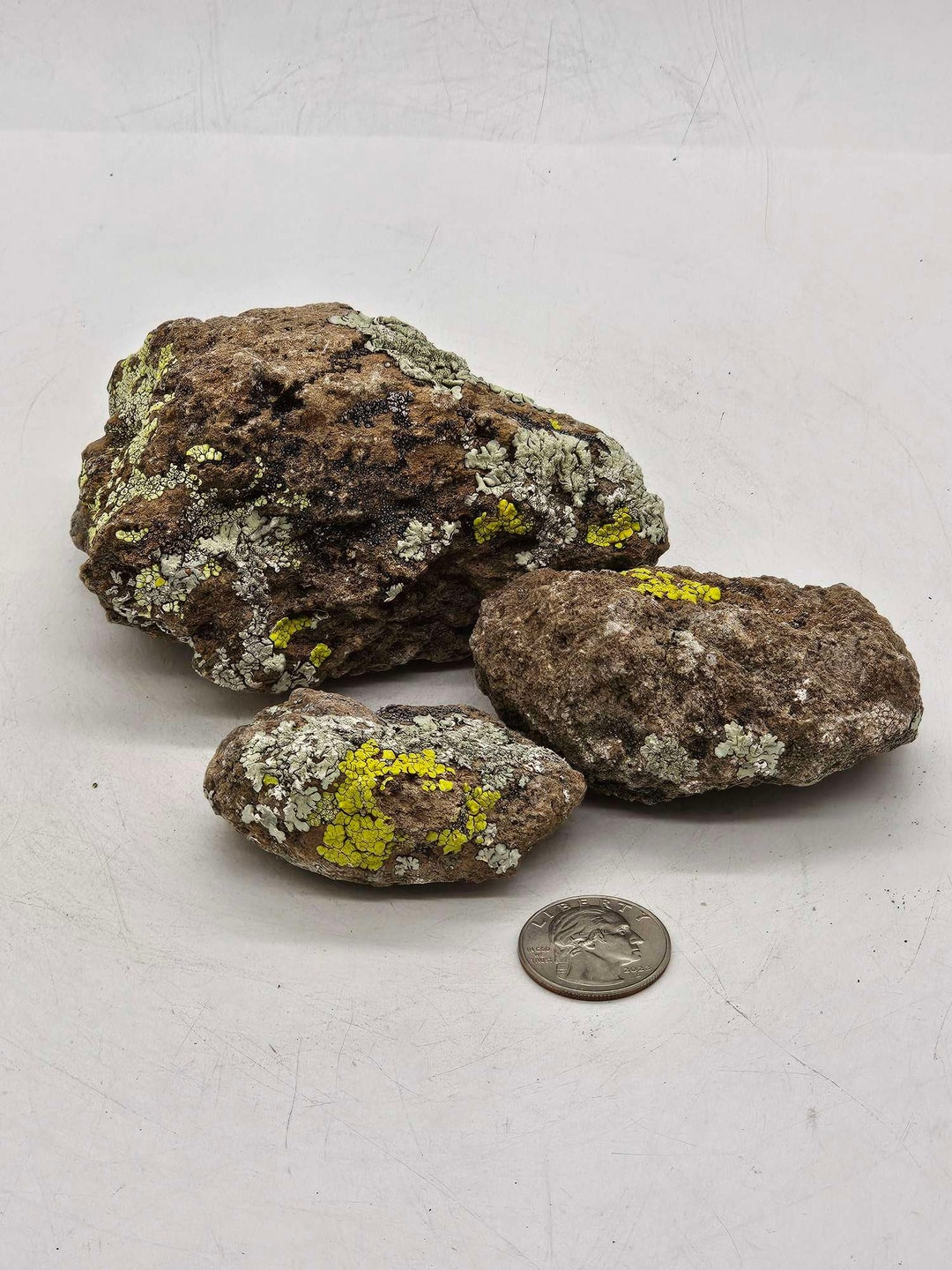 Lichen Staging Rocks - Etsy