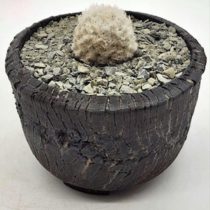 Pewter Gray Crushed Rock Soil Topper - 2.5LB Bag
