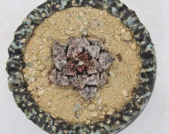 Palm Springs Gold Decomposed Granite Soil Topper - 2.5LB Bag