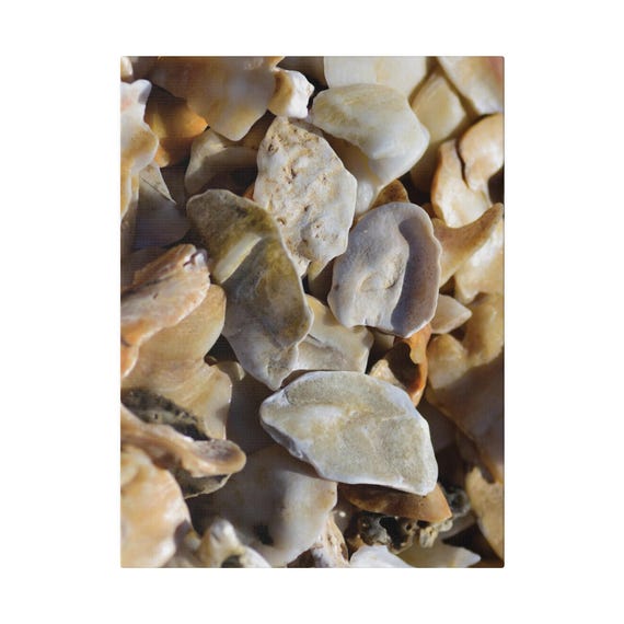 Canvas Print, Seashell Photographic Art Wall Decor, Coastal Beach House Picture, Nautical Home Decoration, Ocean Themed Photography Gift