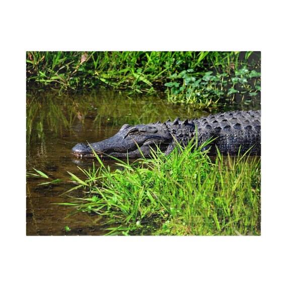 Alligator Puzzle - Wildlife Art for Family Fun, 110+ Pieces, Nature Lovers Gift, Educational Activity, Game Night Essential