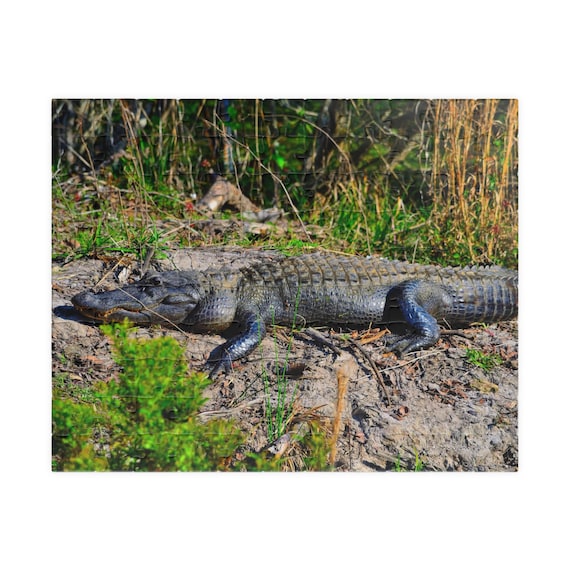 Alligator Puzzle - Nature Lover's Gift, 110-520 Piece Family Fun, Wildlife Enthusiast Decor, Educational Activity