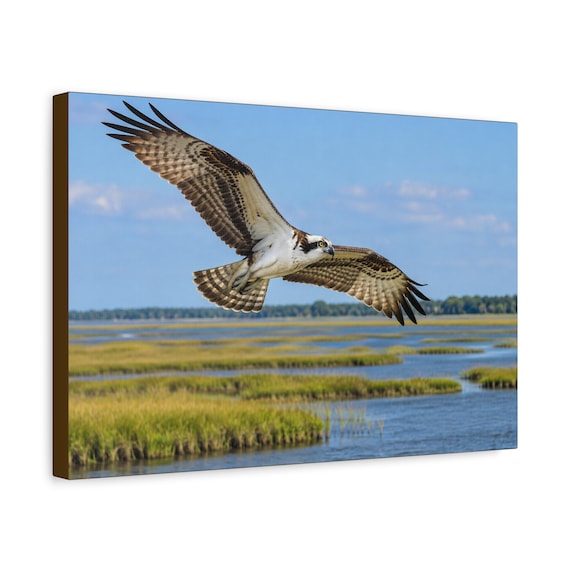 Wildlife Art, Osprey in Flight Canvas Print | Home or Office Decor | Ready to Hang