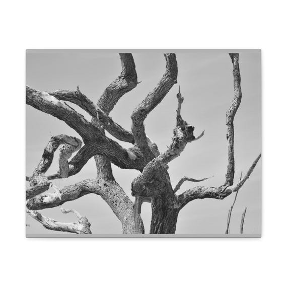 Driftwood Tree Black and White Canvas Gallery Wrap - Coastal Wall Art
