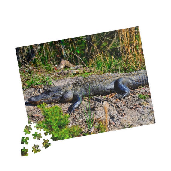 Alligator Jigsaw Puzzle – Wildlife Nature Photography, Relaxing Activity, 110/252/520 Pieces