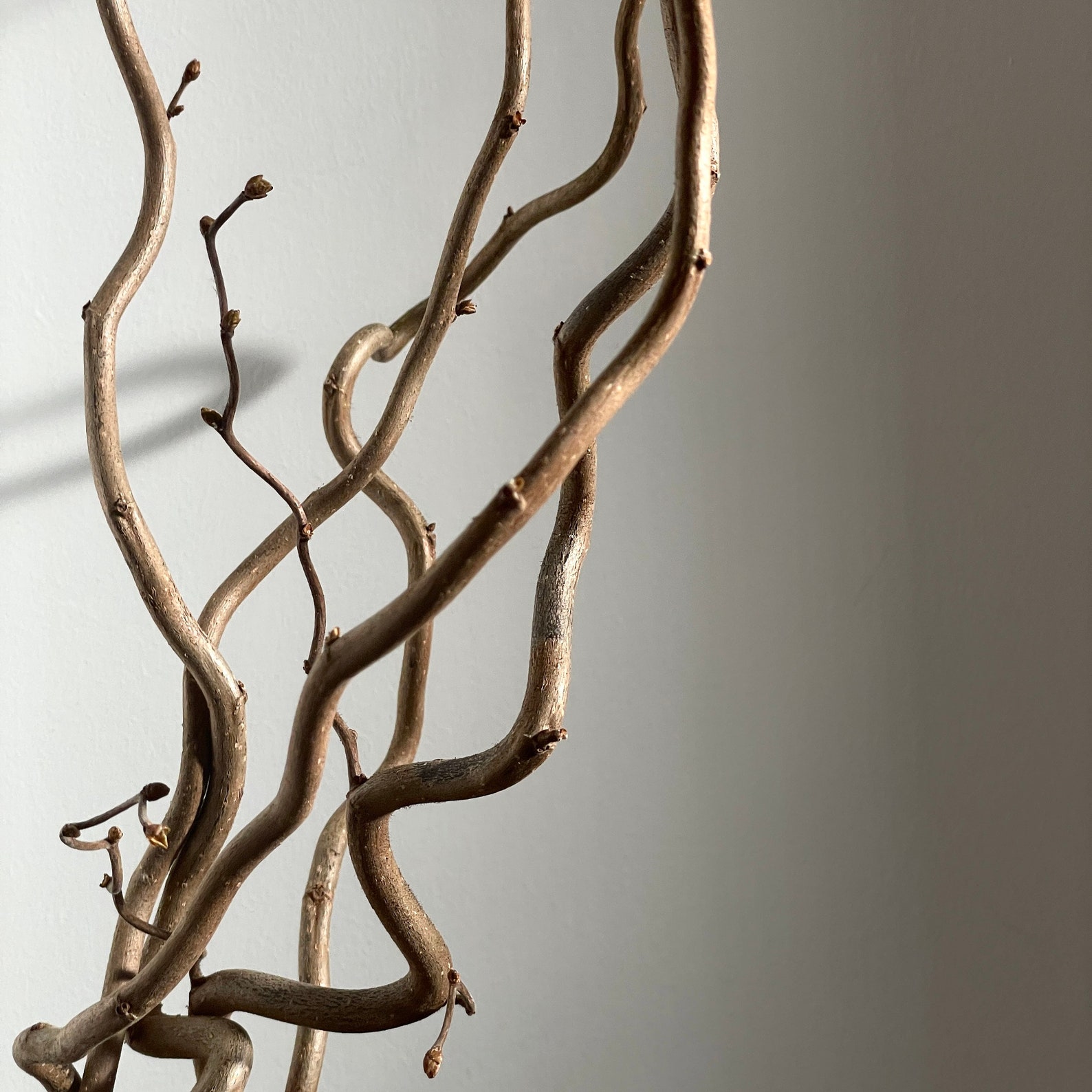 Corylus Twisted Hazel Stem Branch Dried Flowers Plants Etsy UK