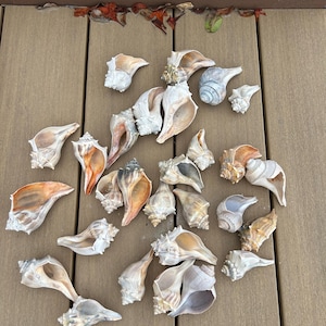 Small, Medium, or  Large Welk shells !!Great for coastal décor, weddings, bridesmaids gifts