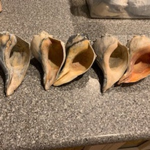 Puede incluir: Cinco conchas marinas con un esquema de color gris oscuro y naranja. Las conchas están abiertas y muestran el interior de la concha.