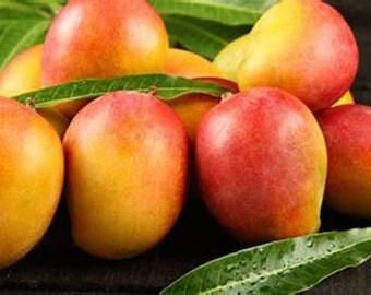 Dwarf Mango Tree Etsy Dwarf Mango Tree Etsy