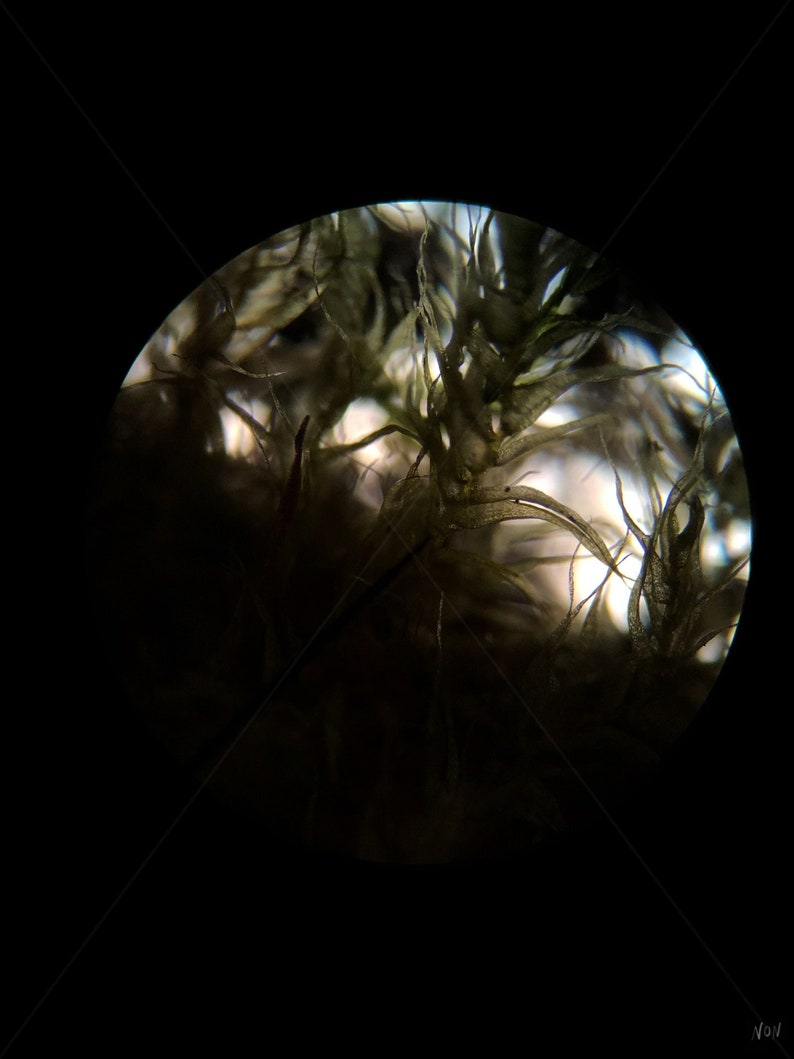 Terrarium Grass Blade Under Microscope Etsy