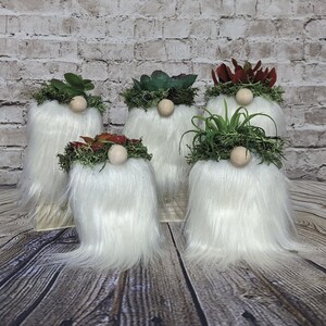 Succulant Gnomes