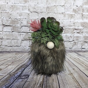 Succulant Gnomes