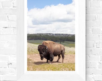 イエローストーン国立公園の野生動物／フィールドガイド