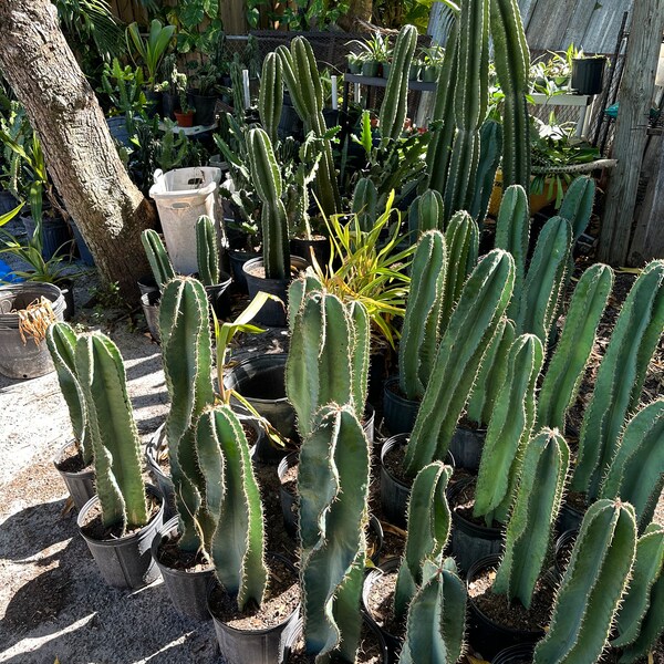Peruvian cactus
