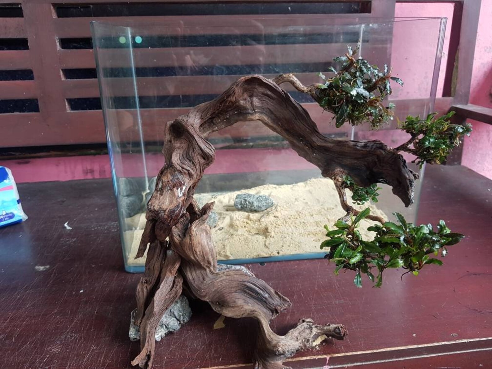 Aquarium Driftwood Tree Aquascape Driftwood Driftwood Etsy