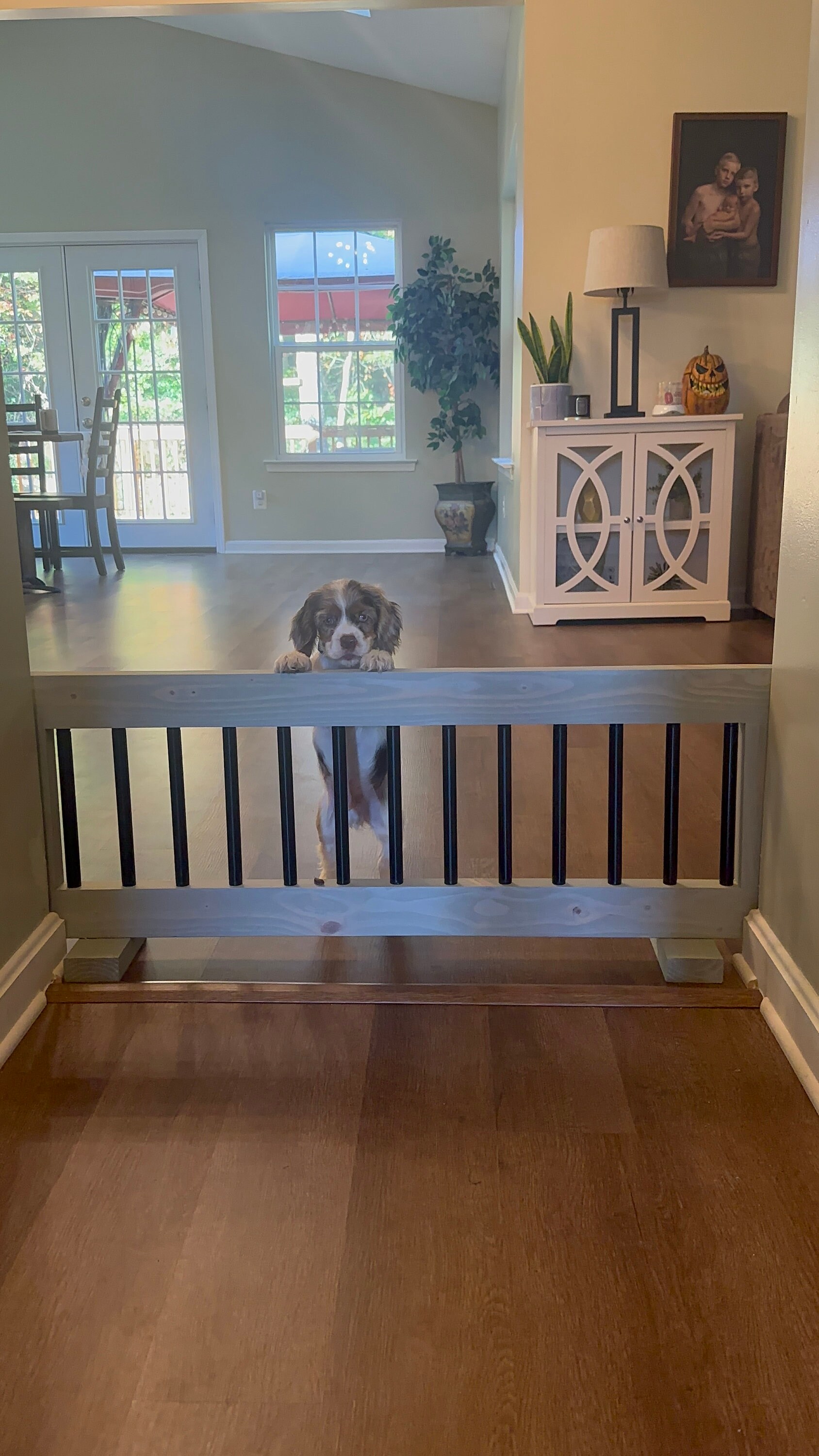Indoor dog top fencing options