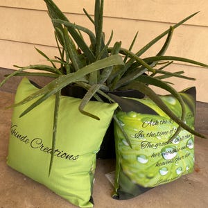 Aloe Vera Plant