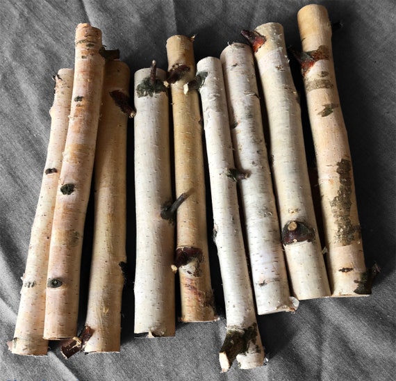 White 10 Birch Sticks, Dried Natural Birch Branches, Birch Log Bundle, Wood  Sticks for Crafts Decor and DIY, Birch for Handmade, Tree Sticks 