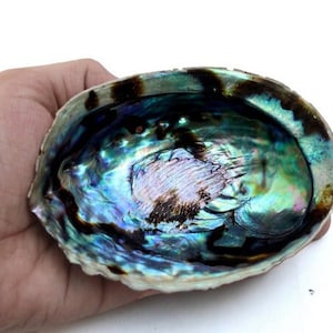 Könnte beinhalten: Eine große, irisierende Abalone-Schale mit einem tiefblauen, grünen und violetten Inneren. Die Schale hat einen dunkelbraunen Außenrand.