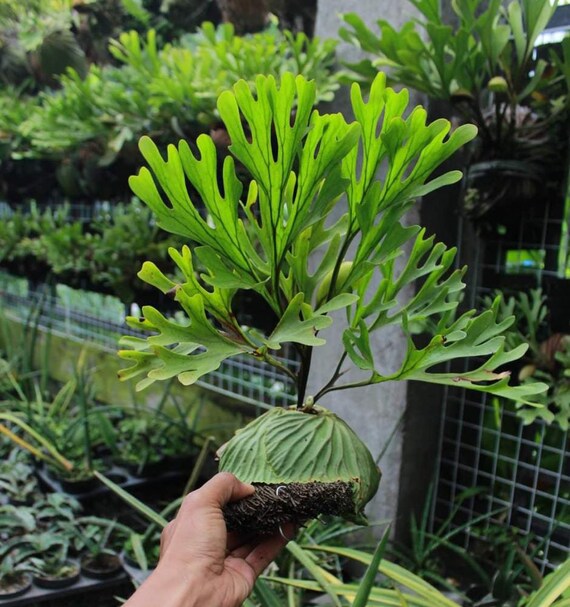 Platycerium Ridleyi Aroid Variegated Houseplants Plant Etsy Platycerium Ridleyi Aroid Variegated Houseplants Plant Etsy
