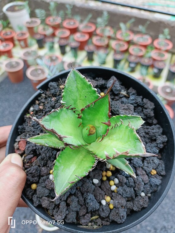 Agave Titanota Red Catweazle - Aroid Variegated Houseplants - Plant Gift -  Monstera - Philodendron - Alocasia