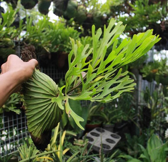 Platycerium Ridleyi Aroid Variegated Houseplants Plant Etsy Platycerium Ridleyi Aroid Variegated Houseplants Plant Etsy