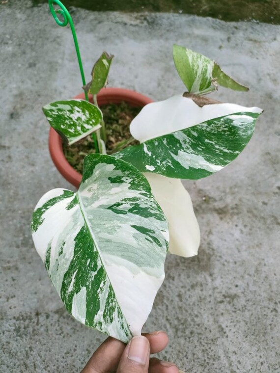 Monstera White Tiger Aroid Variegated Houseplants Home - Etsy Israel