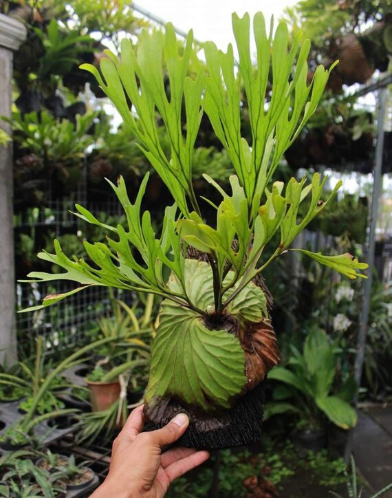 Platycerium Ridleyi Aroid Variegated Houseplants Plant Etsy Platycerium Ridleyi Aroid Variegated Houseplants Plant Etsy