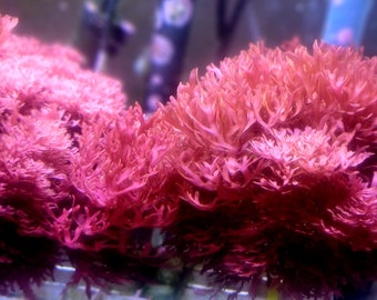 Dragon's Breath Macro Algae, Aquacultured!