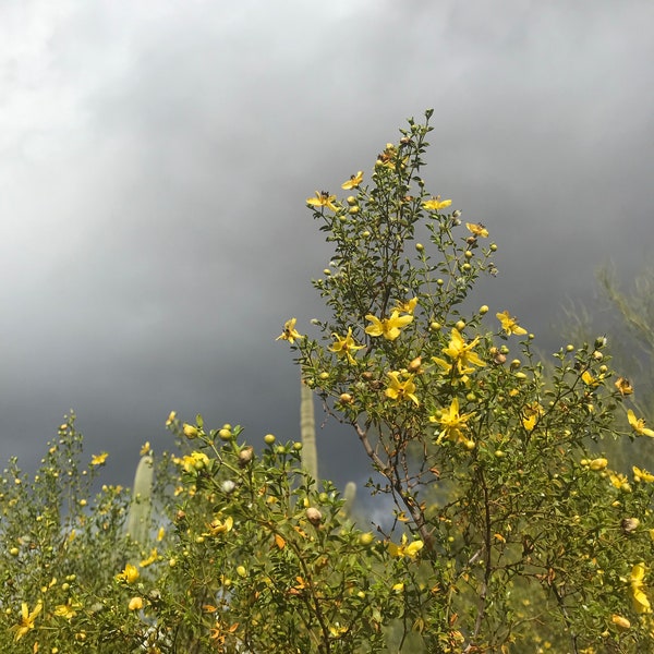 Fresh Creosote (Larrea tridentata)