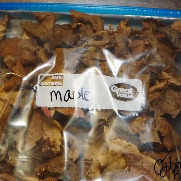 Gallon bag of maple leaf litter - pesticide free and sterilized!