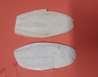 Pack of 2, 6-7" Cuttlefish Bone *Great Natural Calcium Source*